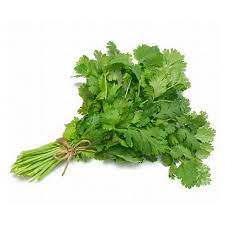 Coriandre (botte)