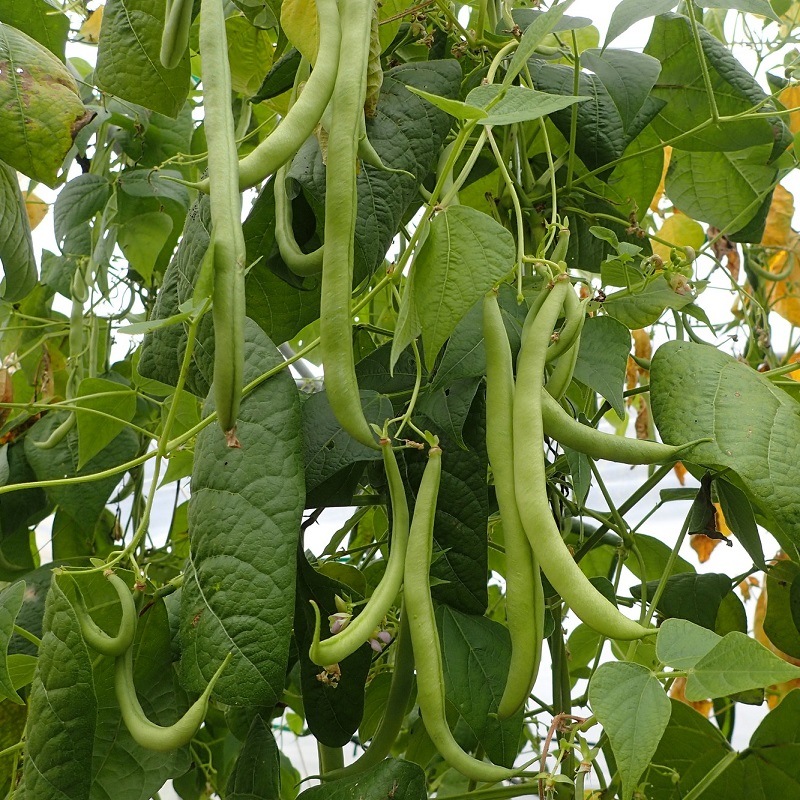Haricot rame (100gr)