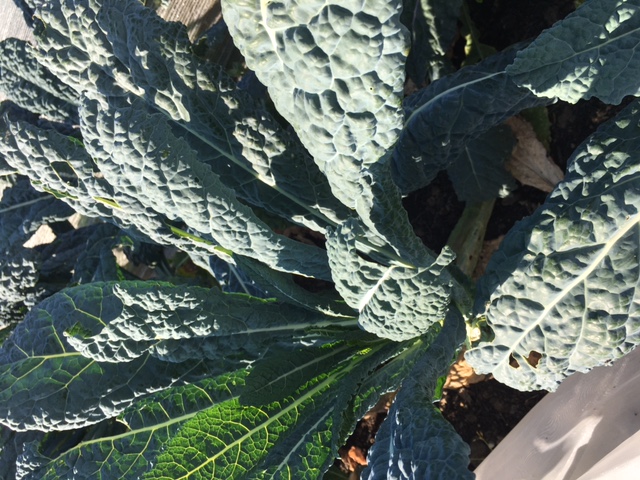 Choux toscan (100gr)