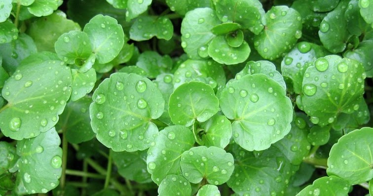 Cresson (100g) - moitié prix (fin de sainson)