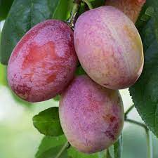 Prunes OPAL (100gr)