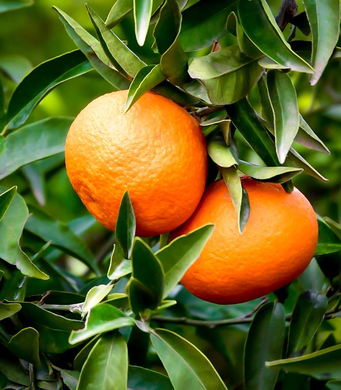 A/R Mandarine
