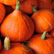 AR Potimarrons BIO (100gr. Quant. min 800g)